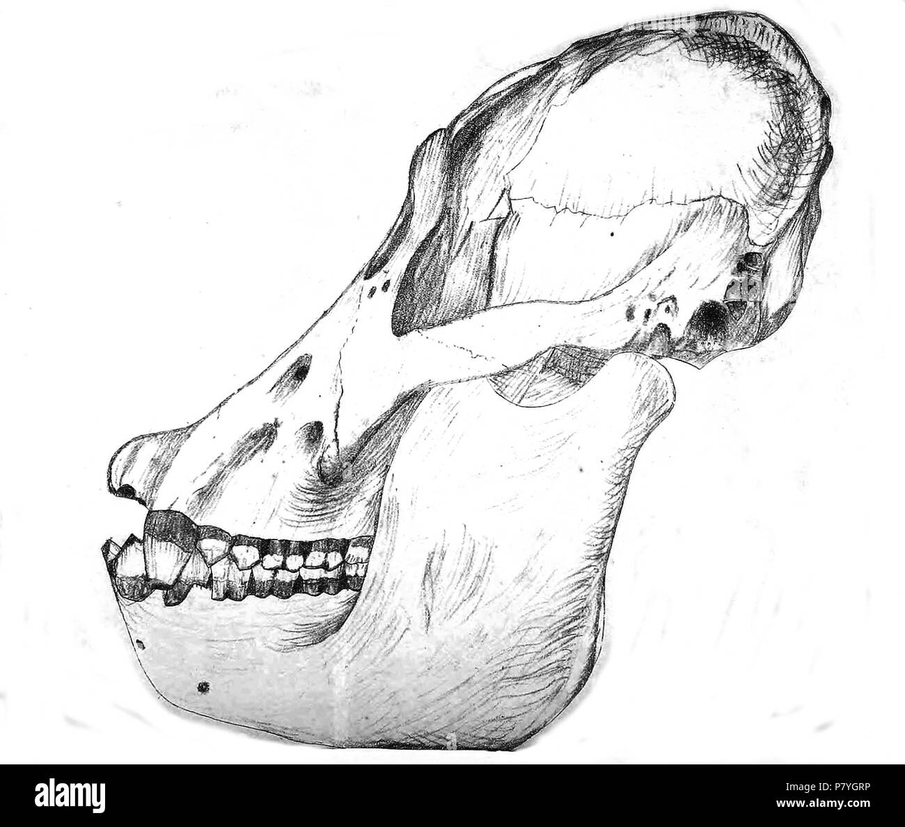 Crâne d'orang-outan ('Pithecus brookei') . 1853 295 crâne de Orangutan JASB 2 Banque D'Images