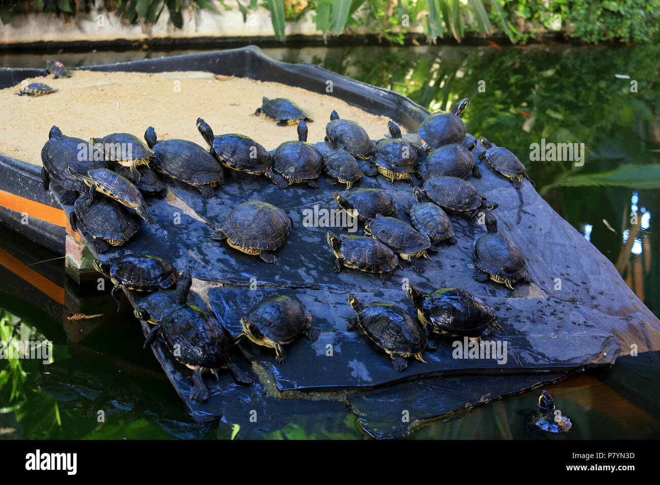 Des tortues dans le bassin du jardin à l'intérieur de la gare d'Atocha à  Madrid, Espagne Photo Stock - Alamy