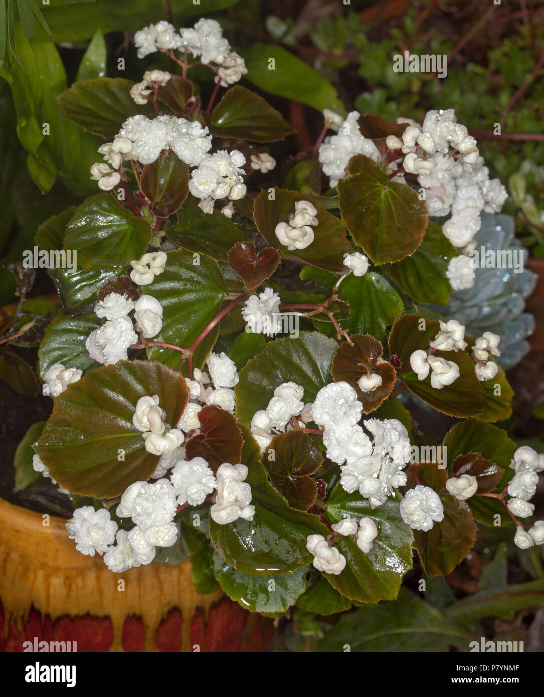 Masse de fleurs doubles blanches et vert foncé teinté rouge feuilles de bégonia, literie Begonia semperflorens, dans le récipient décoratif Banque D'Images