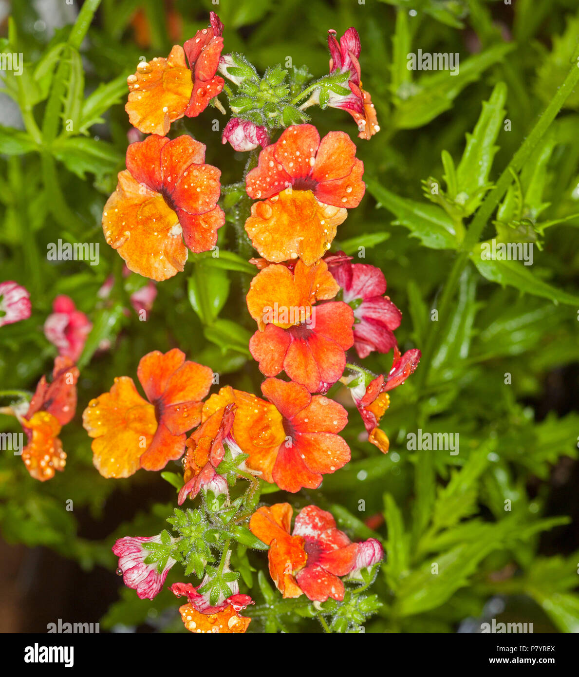 Grappe de fleurs orange vif et vert émeraude de feuilles Sunsatia Nemesia caerulea hybride avec des gouttes de pluie sur les pétales Banque D'Images Grappe de fleurs orange vif et vert émeraude de feuilles Sunsatia Nemesia caerulea hybride avec des gouttes de pluie sur les pétales Banque D'Images