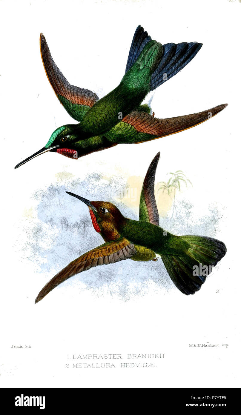 Lampraster Heliodoxa branickii ( =branickii) & Metallura hedvigae ( =Metallura eupogon) . 1874 LamprasterMetalluraSmit 240 Banque D'Images