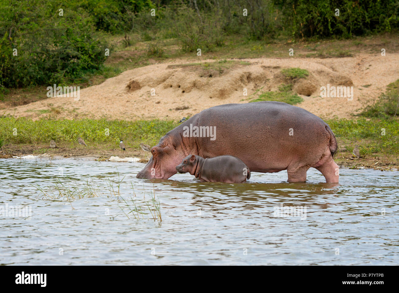 L'hippopotame, Hippopotamus amphibius, Canal Kazinga, Ouganda Afrique de l'Est Banque D'Images