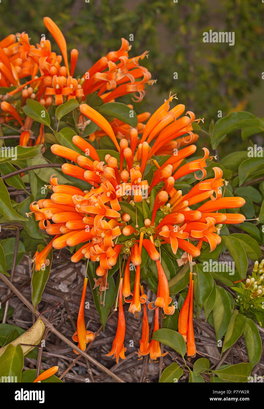 Close up of Pyrostegia venusta, Golden Glory Vine, avec masse de fleurs éclatantes golden orange et vert feuillage en Queensland Australie Banque D'Images Close up of Pyrostegia venusta, Golden Glory Vine, avec masse de fleurs éclatantes golden orange et vert feuillage en Queensland Australie Banque D'Images