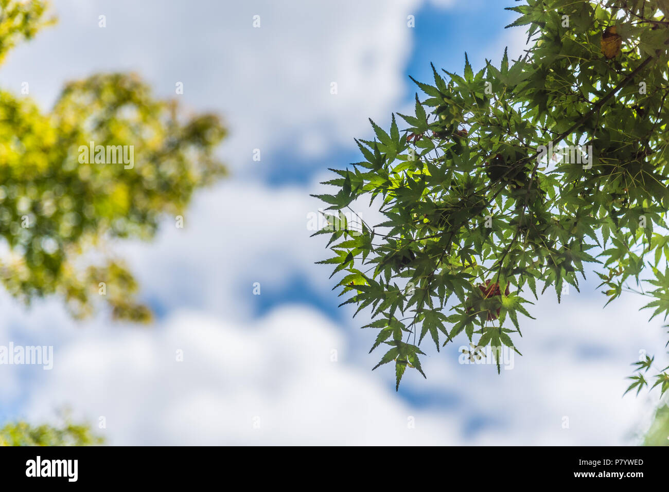 Momiji arbre et ciel bleu avec des nuages gonflés. Voyage au Japon concept. La saison d'été et thème. Feuilles d'érable Banque D'Images