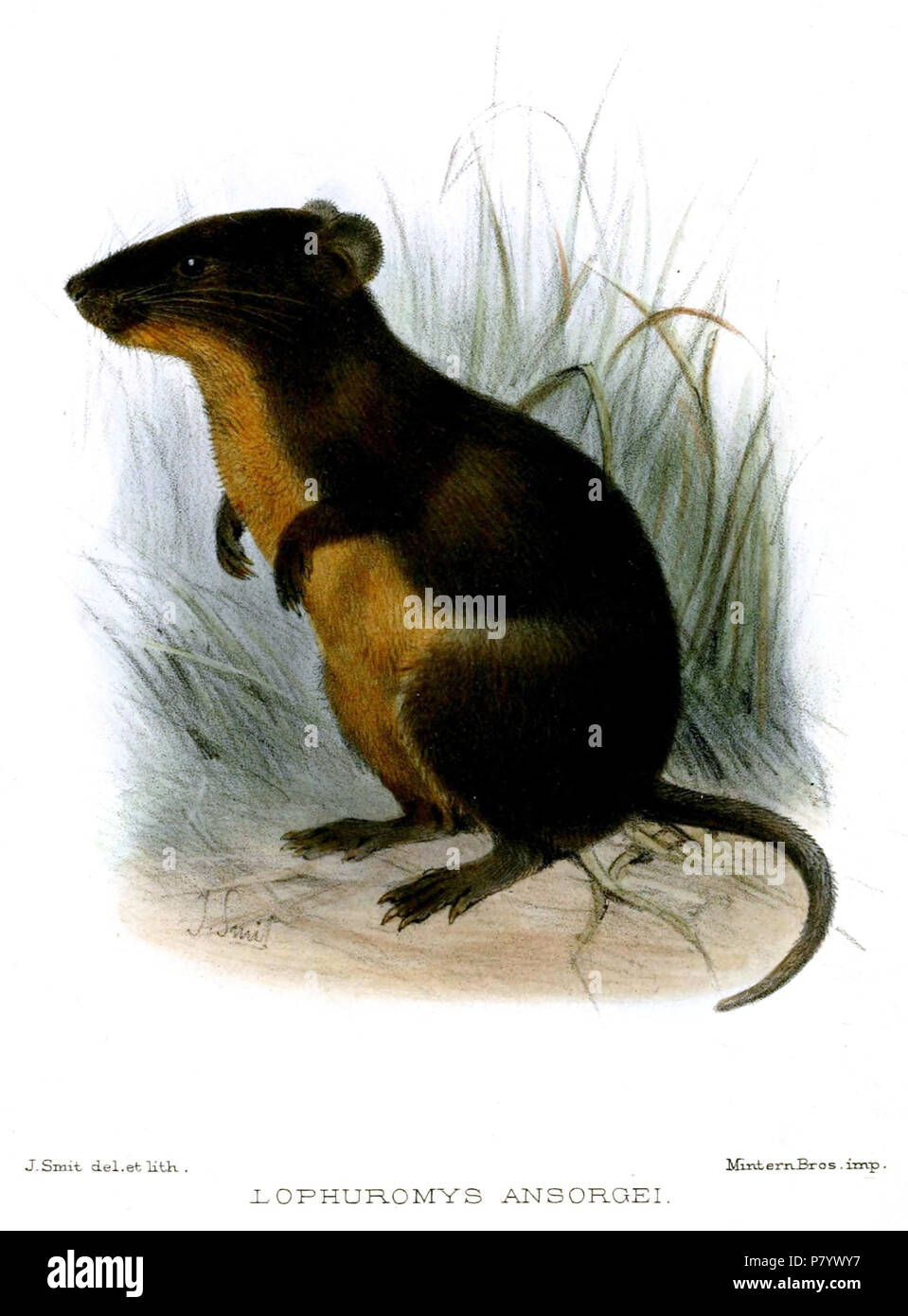 Lophuromys gracilis . 1896 LophuromysAnsorgeiSmit 249 Banque D'Images