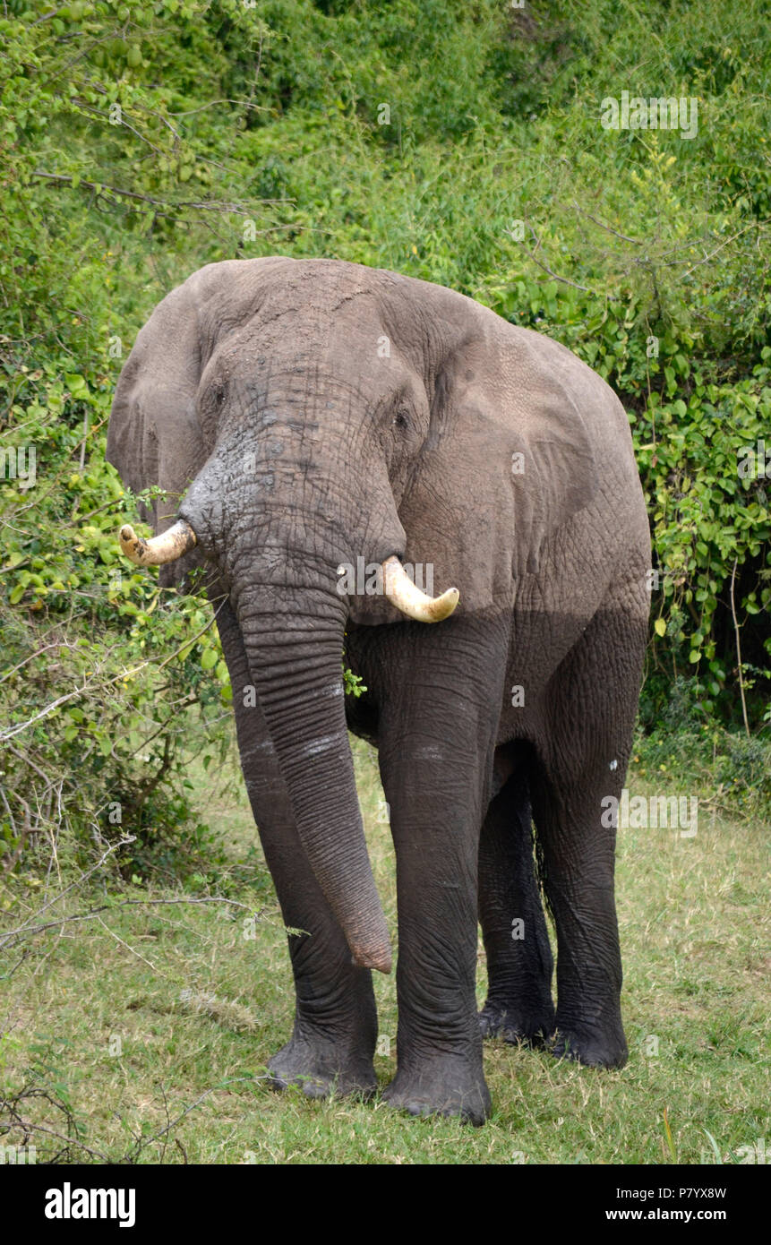 Portrait d'un grand éléphant mâle adulte de l'eau, marcher tout droit vers la caméra, un corps entier. Le Parc national Queen Elizabeth, en Ouganda, en Afrique de l'Est Banque D'Images