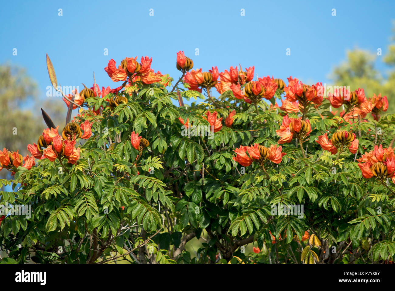 Spathodea campanulata, African Tulip Tree, avec masse des grandes fleurs orange et les coupelles de semences passant de feuillage vert dense contre le ciel bleu Banque D'Images