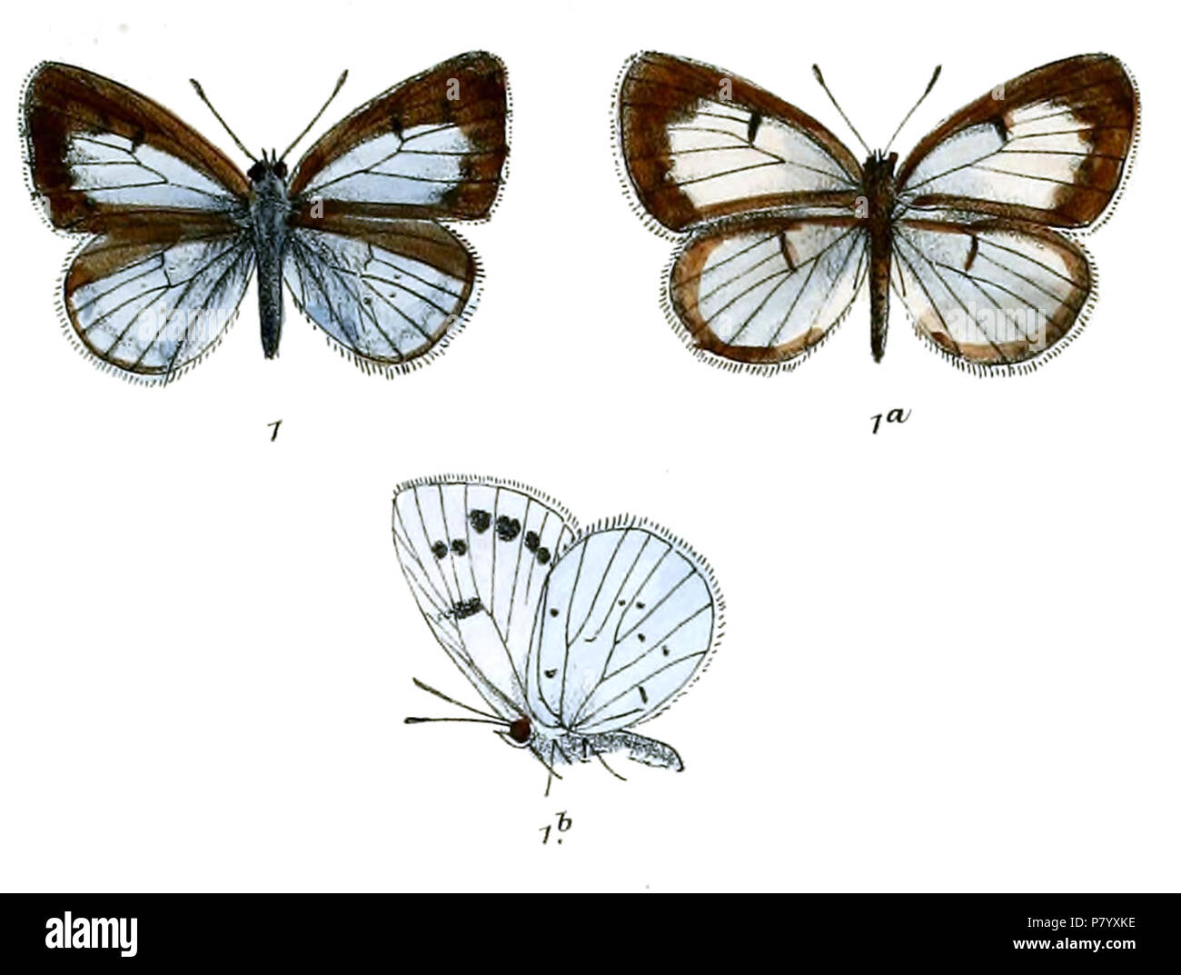 252 LycaenopsisVardhanaFitch Banque D'Images