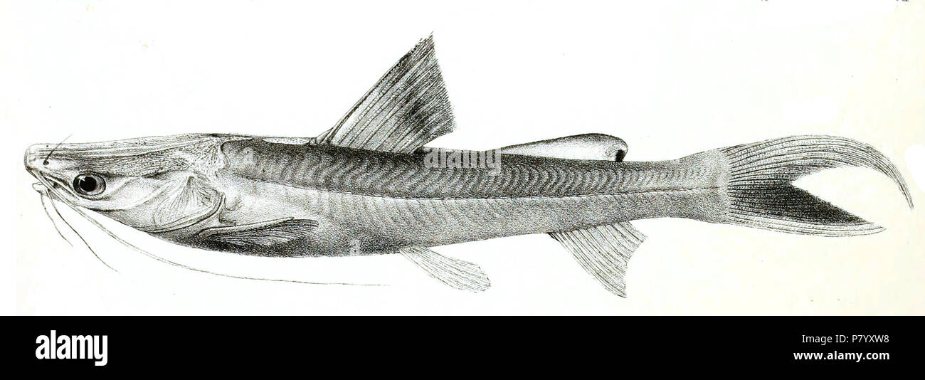 Rivière géant-poisson-chat (seenghala Sperata (Sykes, 1839)). Les plaques d'origine a montré les poissons vers la droite et ont été renversée ici. Seenghala Macrones . 254 1878 seenghala Macrones Jour 99 Banque D'Images