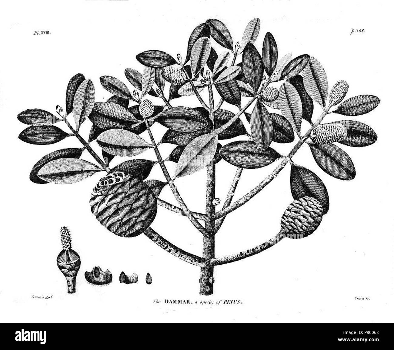 Deutsch : William Marsden : l'histoire de Sumatra. XXIII : Tafel La Dammar . 1811 261 Marsden - Pl. 37 - Le Dammar Banque D'Images