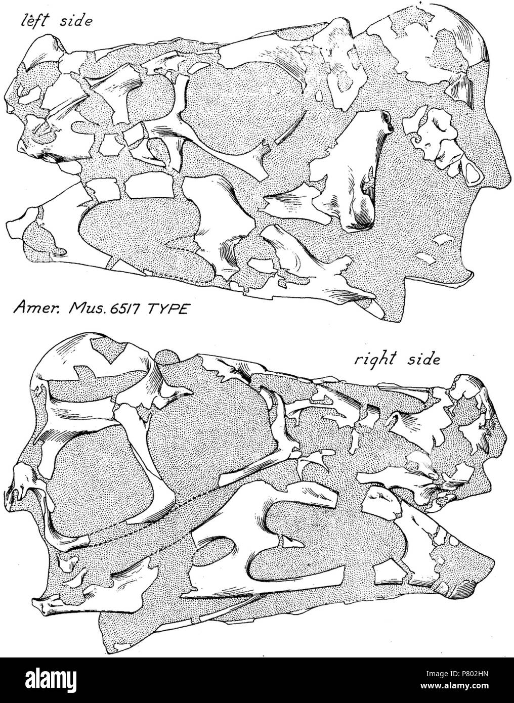 Dimensions du crâne du spécimen type d'Oviraptor philoceratops, AMNH 6517 . 1924 298 Oviraptor crâne Banque D'Images