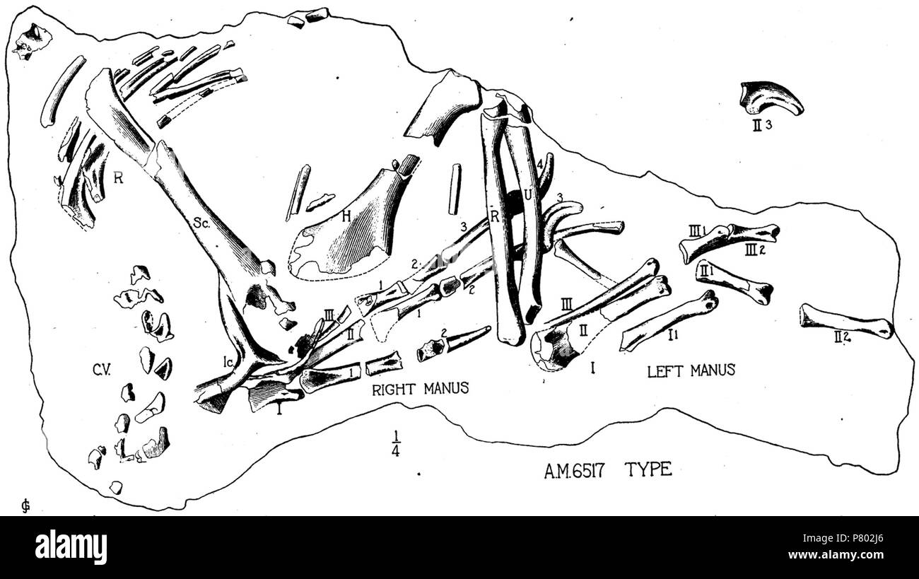 Anglais : Dessin du bras gauche et les deux mains du spécimen type d'Oviraptor philoceratops, AMNH 6517 . 1924 298 Oviraptor arms Banque D'Images