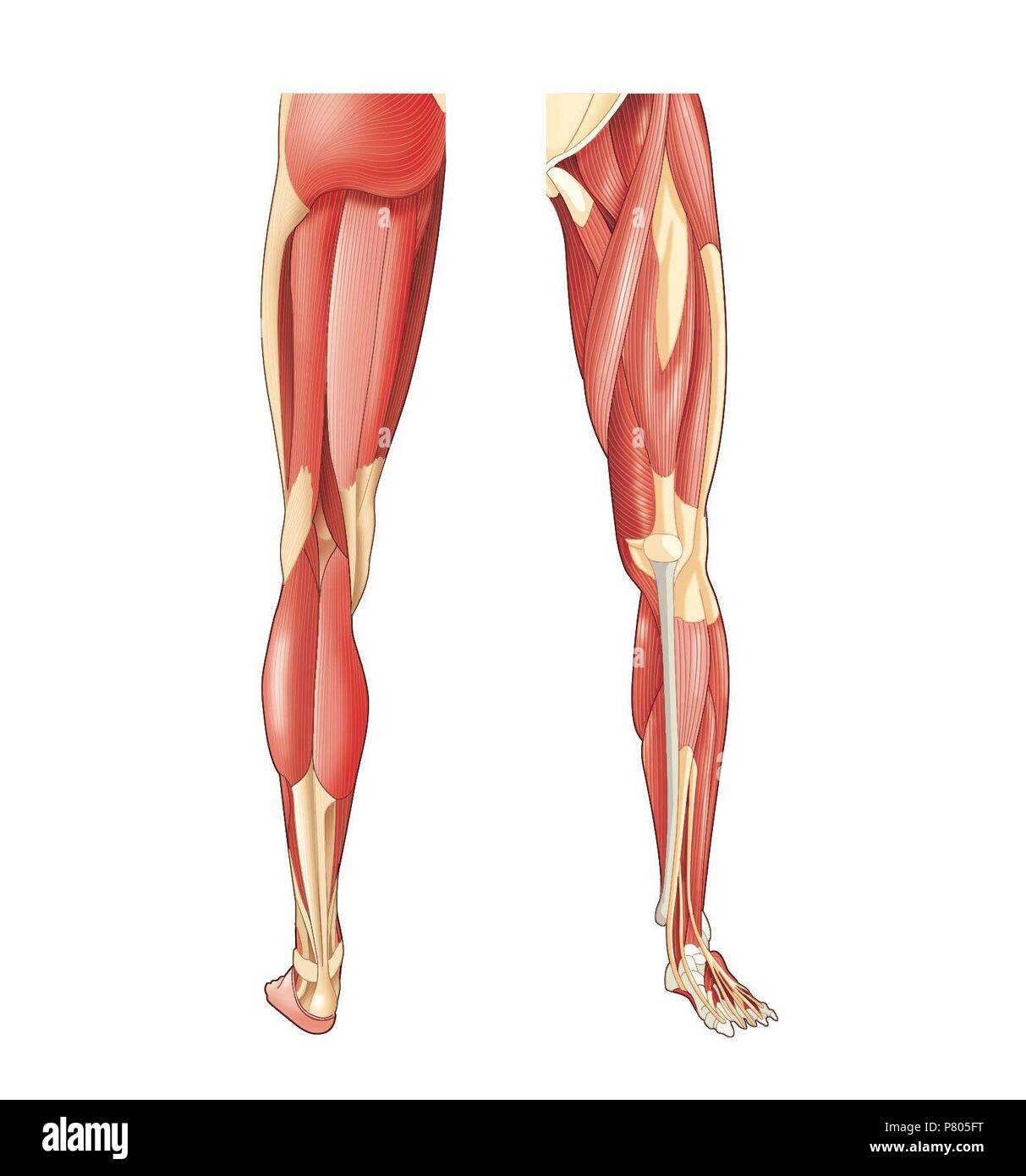 Les muscles des membres inférieurs. Banque D'Images