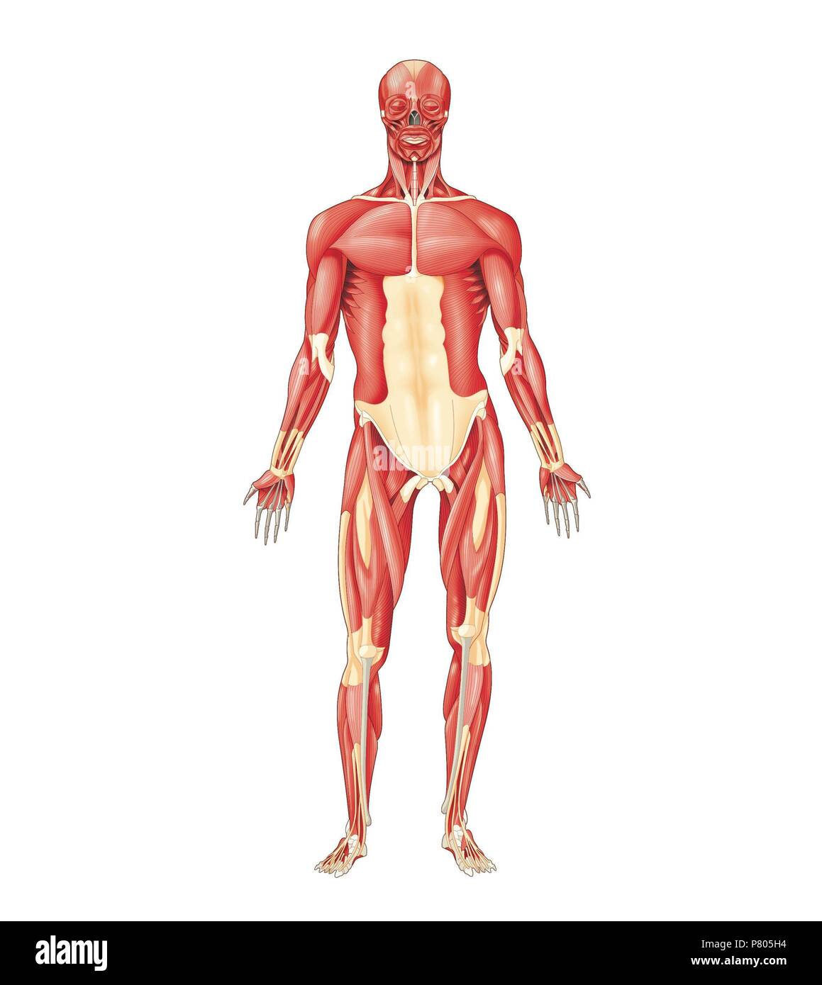 La plupart des muscles du corps humain important -vue antérieure. Banque D'Images