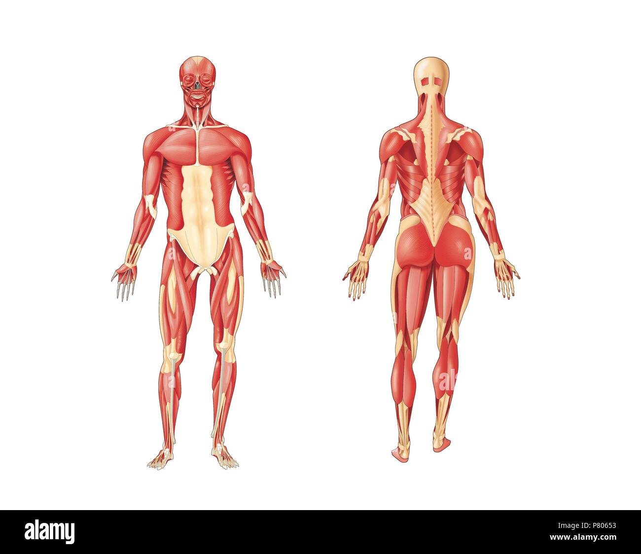 Principaux muscles du corps humain -vue antérieure et postérieure. Banque D'Images