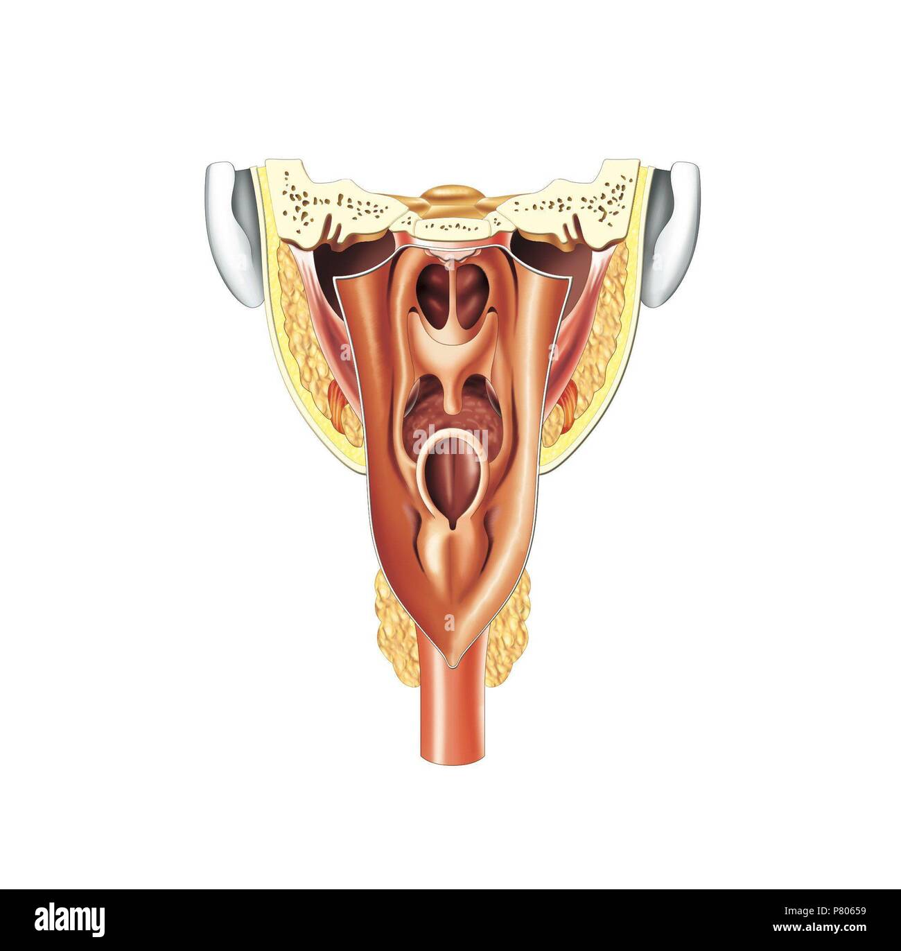 Vue arrière du pharynx. Banque D'Images
