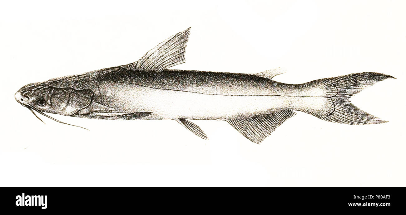 Le pangasius Pangasius syn. P. buchanani les noms d'espèces / vérification de l'identité nécessaire. Les plaques d'origine a montré les poissons vers la droite et ont été renversée ici. Le pangasius buchanani . 1878 300 108 Pangasius buchanani Mintern Banque D'Images