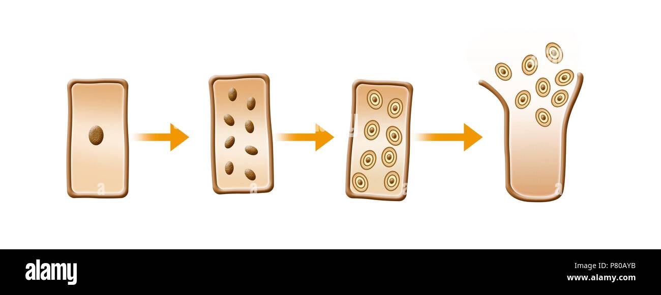 La division cellulaire. La sporulation. Banque D'Images