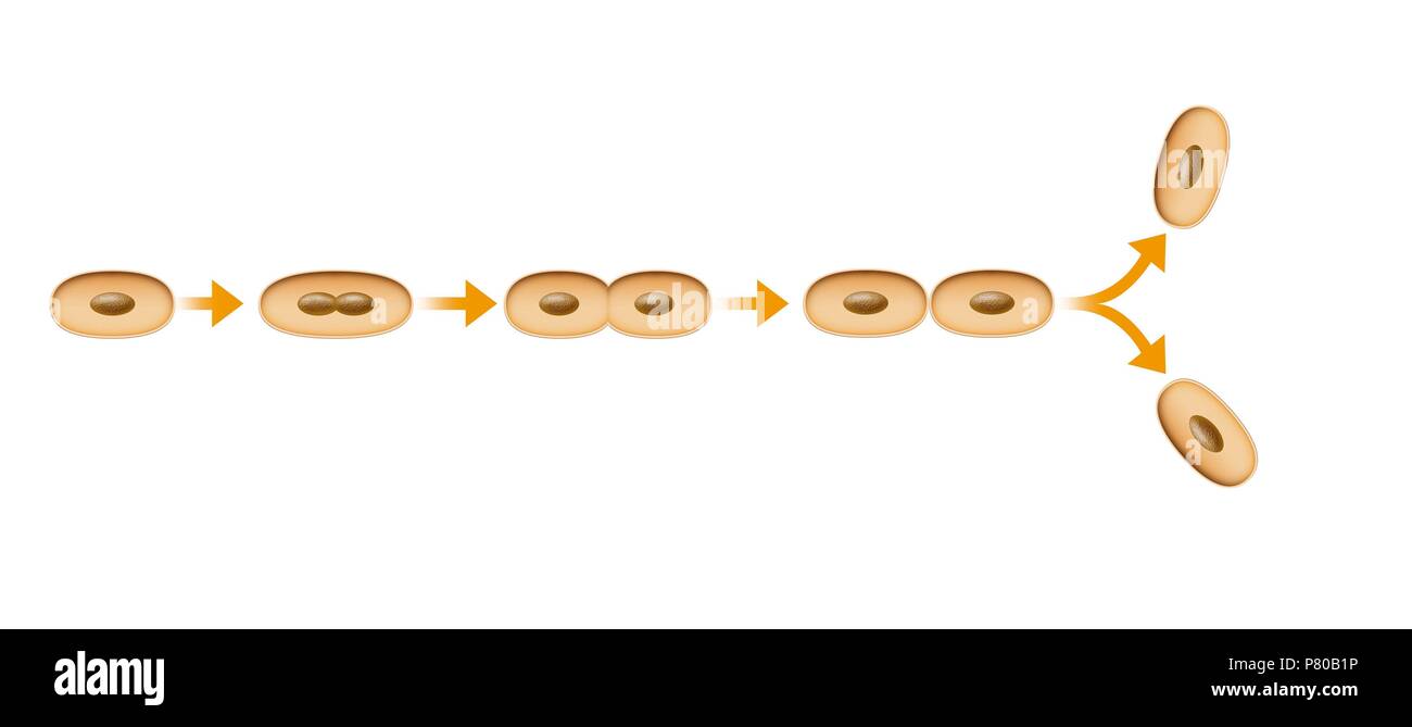 La division cellulaire. Bipartition. Banque D'Images