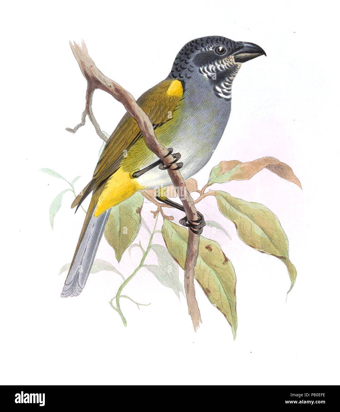 Pitylus Parkerthraustes humeralis  = humeralis . 1869 PitylusHumeralisSmit 315 Banque D'Images