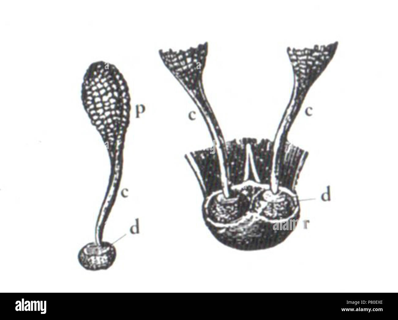 Anglais : Figure 1 de l'édition 1877 de Charles Darwin's fertilisation des orchidées. Numérisée à partir d'une copie de l'œuvre à l'Université du Massachusetts à Amherst. Italiano : Figura 1 da la fertilisation des orchidées Charles Darwin, 1877. Scannerizzata da una copia dell'Opera della University of Massachusetts Amherst. r.rostello - p.masse - polliniche caudicola - c.d.o retinacolo viscidio . 23 novembre 2009, 14:26 (UTC) 317 Pollinie Darwin Banque D'Images