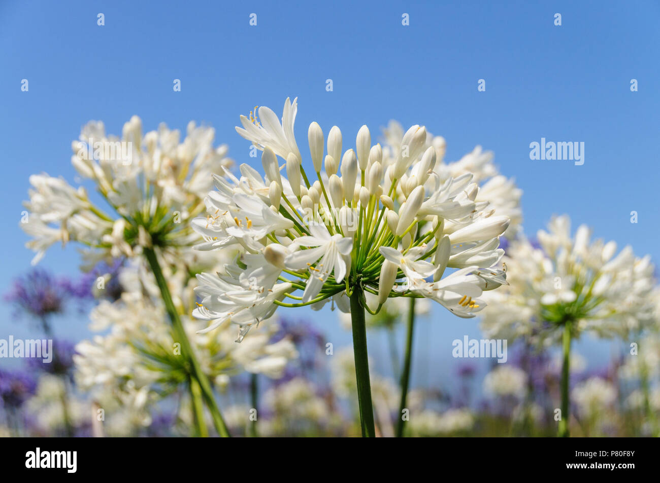 Un champ de Triteleia laxa Banque D'Images