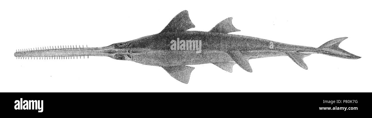 Anoxypristis cuspidata syn. Pristis cuspidatus les noms d'espèces / besoin d'identité - vérification des noms originaux à partir de la plaque sont inclus ici. Les plaques d'origine a montré les poissons vers la droite et ont été renversée ici. Pristis cuspidatus . 1878321 Pristis cuspidatus Achille 191 Jour Banque D'Images