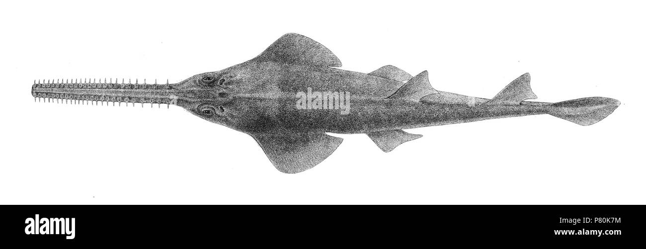 Les noms d'espèces / besoin d'identité - vérification des noms originaux à partir de la plaque sont inclus ici. Les plaques d'origine a montré les poissons vers la droite et ont été renversée ici. Pristis zysron . 1878 zysron 321 jours 191 Pristis Achille Banque D'Images