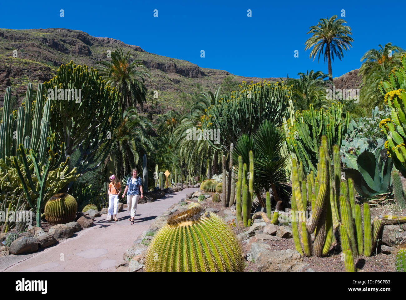 Jardin de cactus à Palmitos Park Banque D'Images