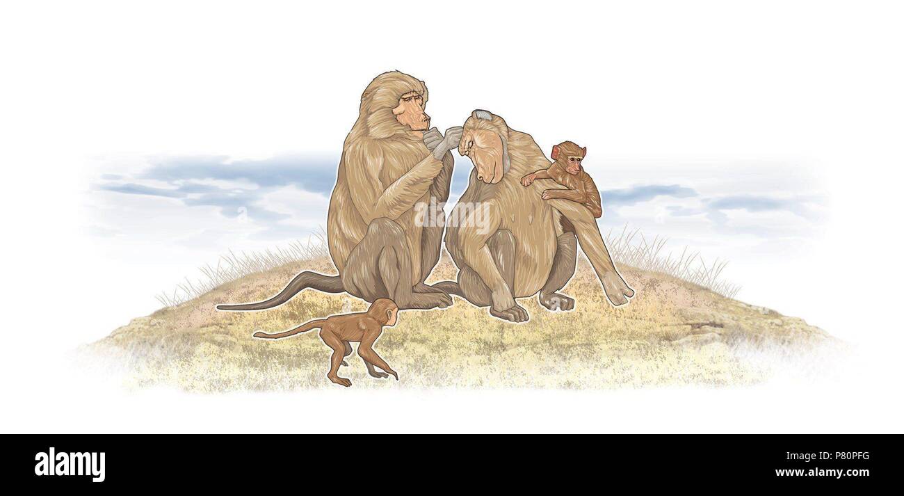 Les macaques. Banque D'Images