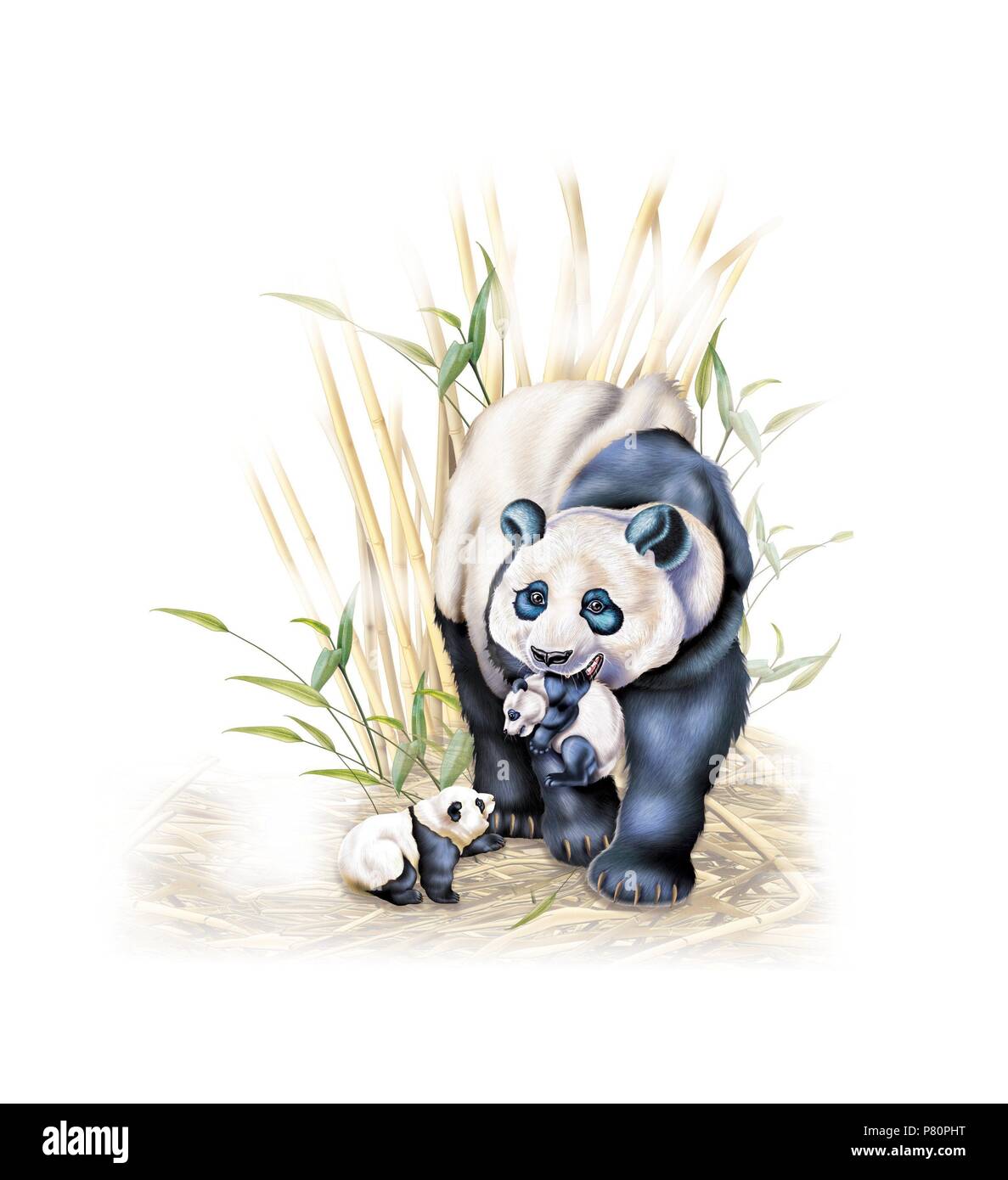 Panda avec les jeunes. Banque D'Images