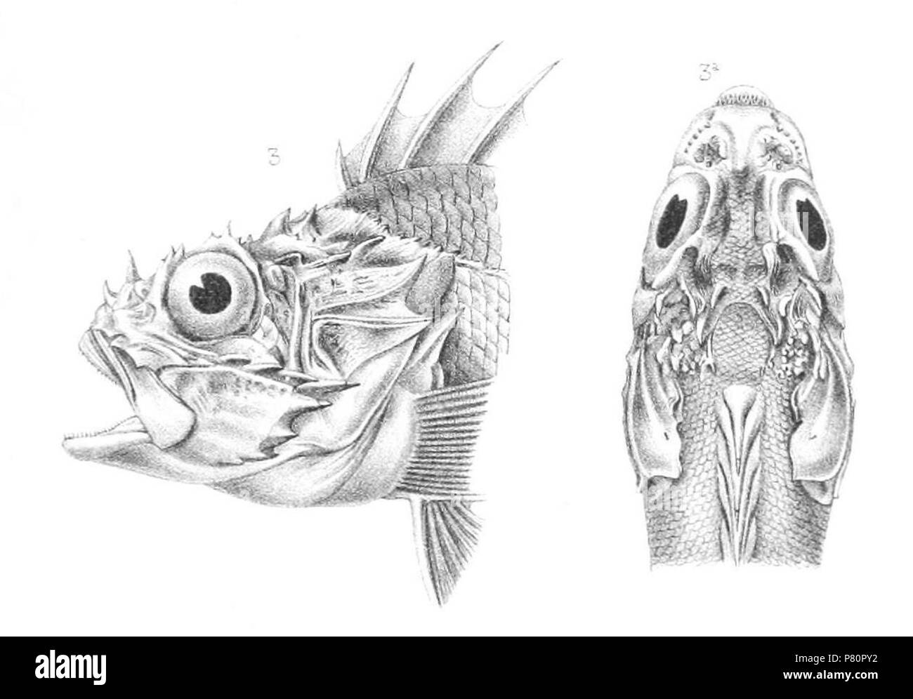 Scorpaena porcus . 1885 343 Scorpaena porcus, Alfred Grandidier, 1885 Banque D'Images Scorpaena porcus . 1885 343 Scorpaena porcus, Alfred Grandidier, 1885 Banque D'Images