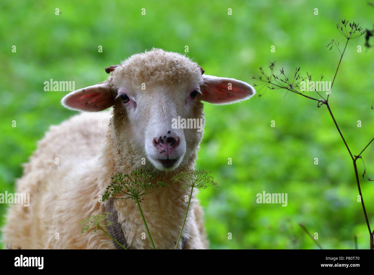 Bébé mouton agneau broute les feuilles d'herbe et Banque D'Images