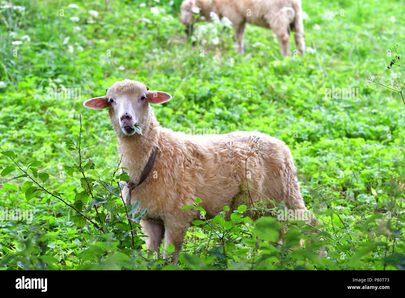 Bébé mouton agneau broute les feuilles d'herbe et Banque D'Images