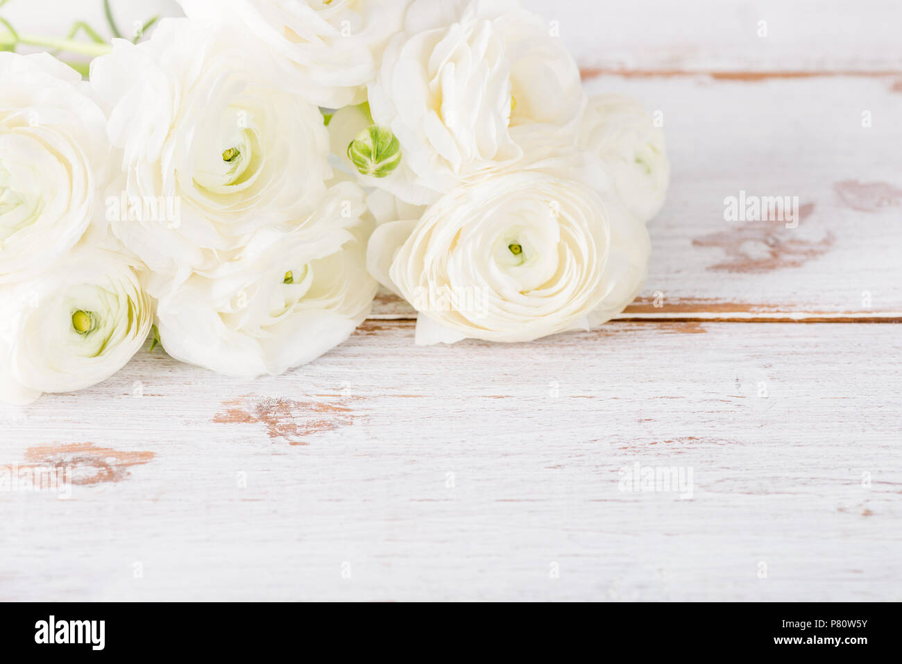Close up of bouquet de renoncules Blanches fleurs renoncule, le printemps  ou la Fête des Mères, Concept, un espace réservé au texte Photo Stock -  Alamy