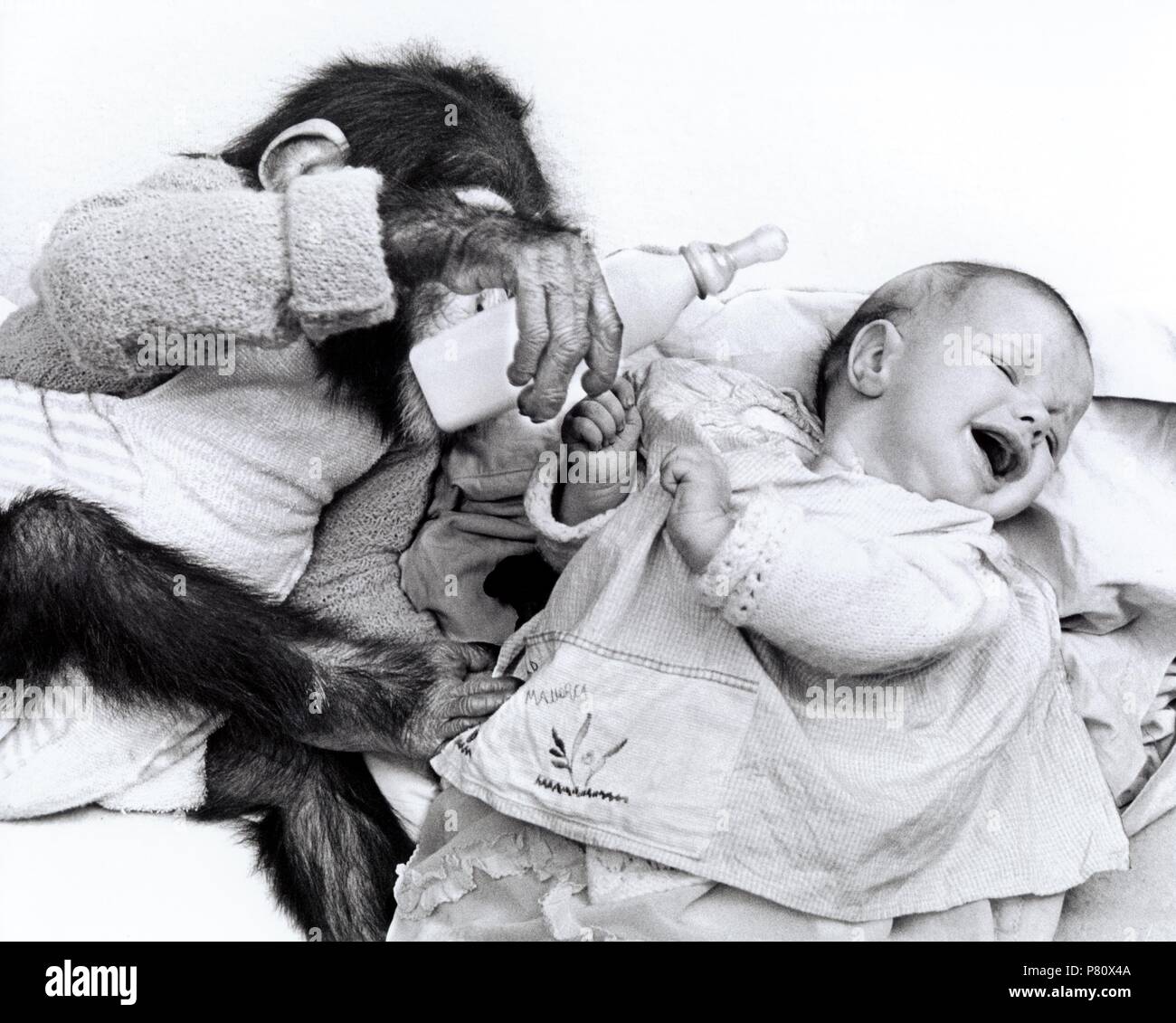 Chimpanzee Monkey Clothes Banque D Image Et Photos Alamy