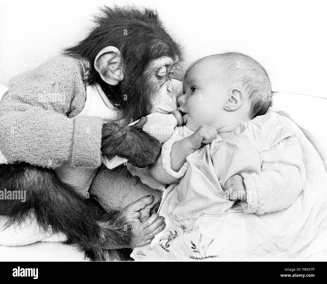 Bébé singe donne à la bouteille, en Angleterre, Grande-Bretagne Banque D'Images