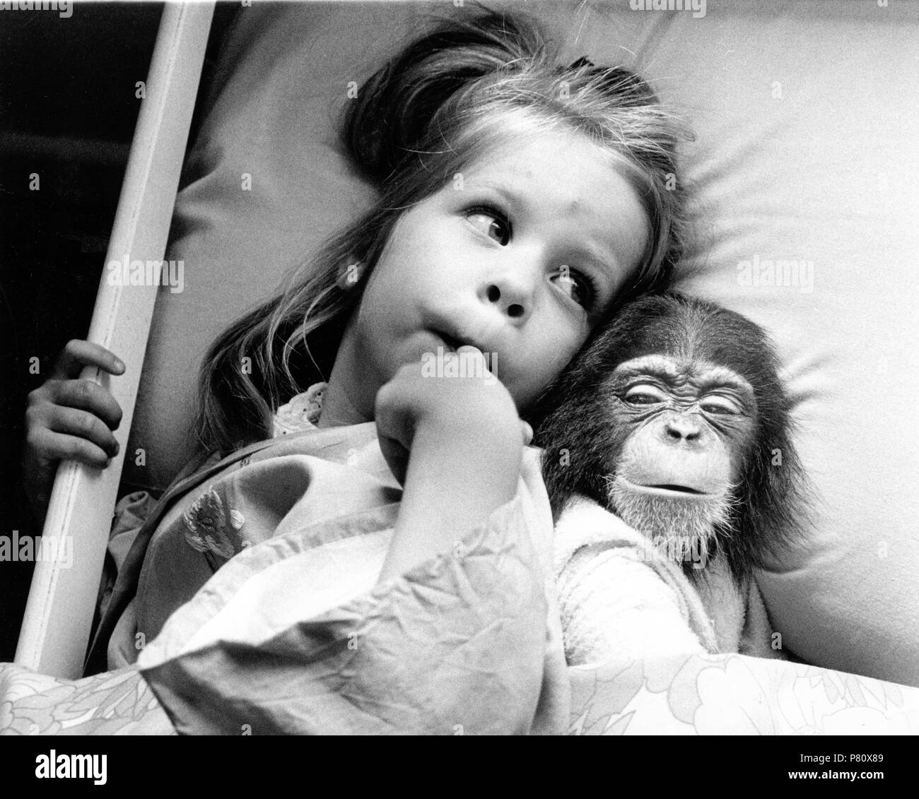 Fille dans le lit avec les chimpanzés, Angleterre, Grande-Bretagne Banque D'Images