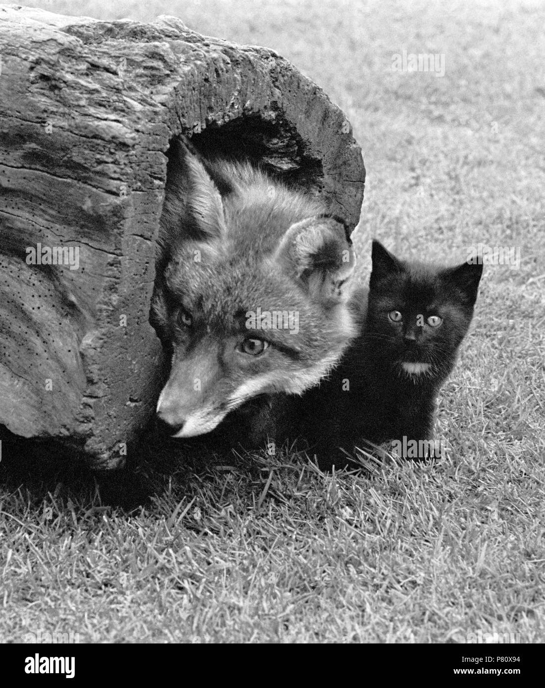 Fox avec cat, Angleterre, Grande-Bretagne Banque D'Images