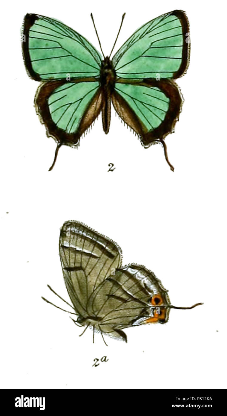 337 RuralisLetha 7042 Fitch Banque D'Images