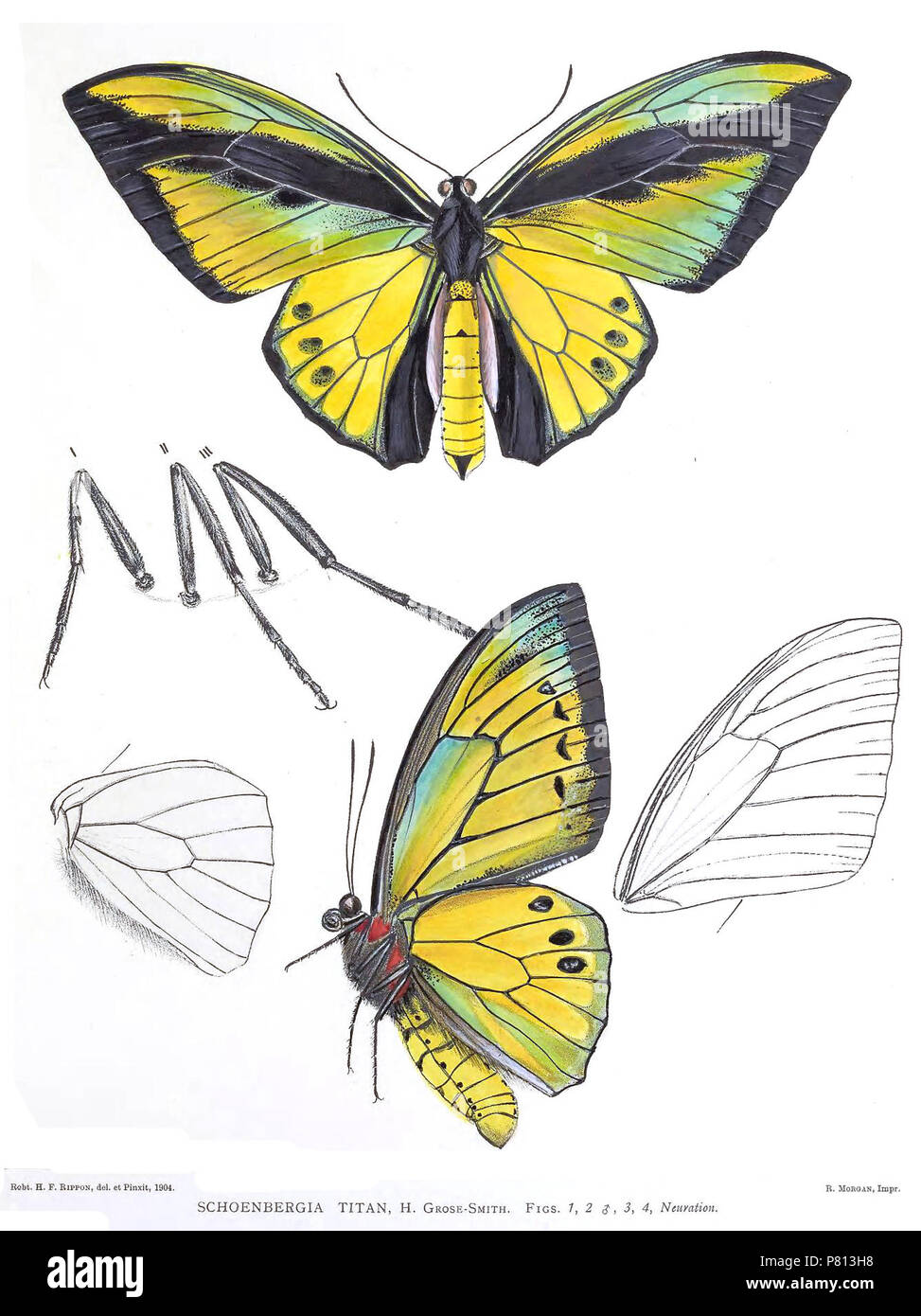 Schoenbergia titan . 1899 SchoenbergiaTitanRippon 342 Banque D'Images