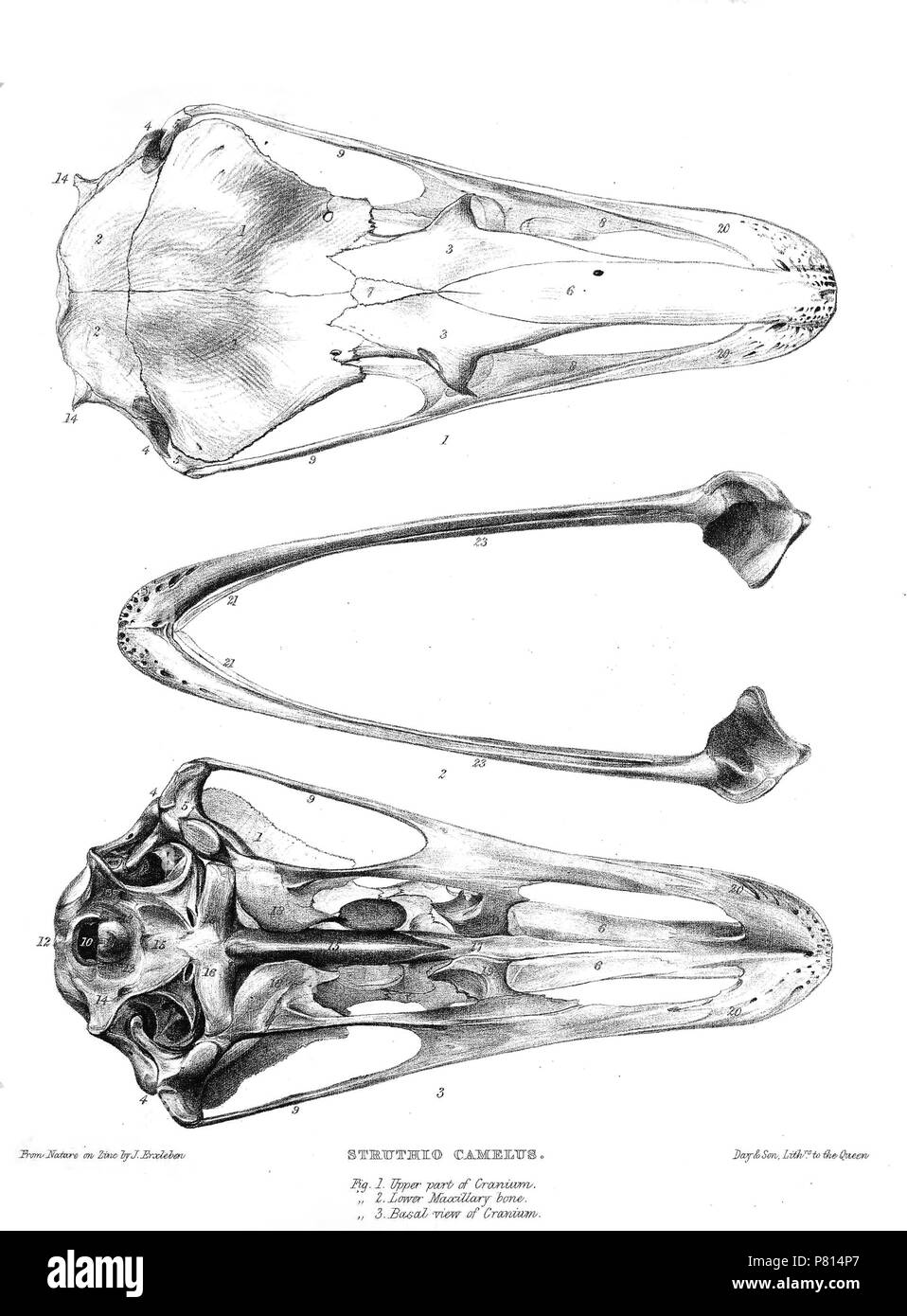 Crâne de Struthio camelus . 1869 StruthioSkull 357 Banque D'Images