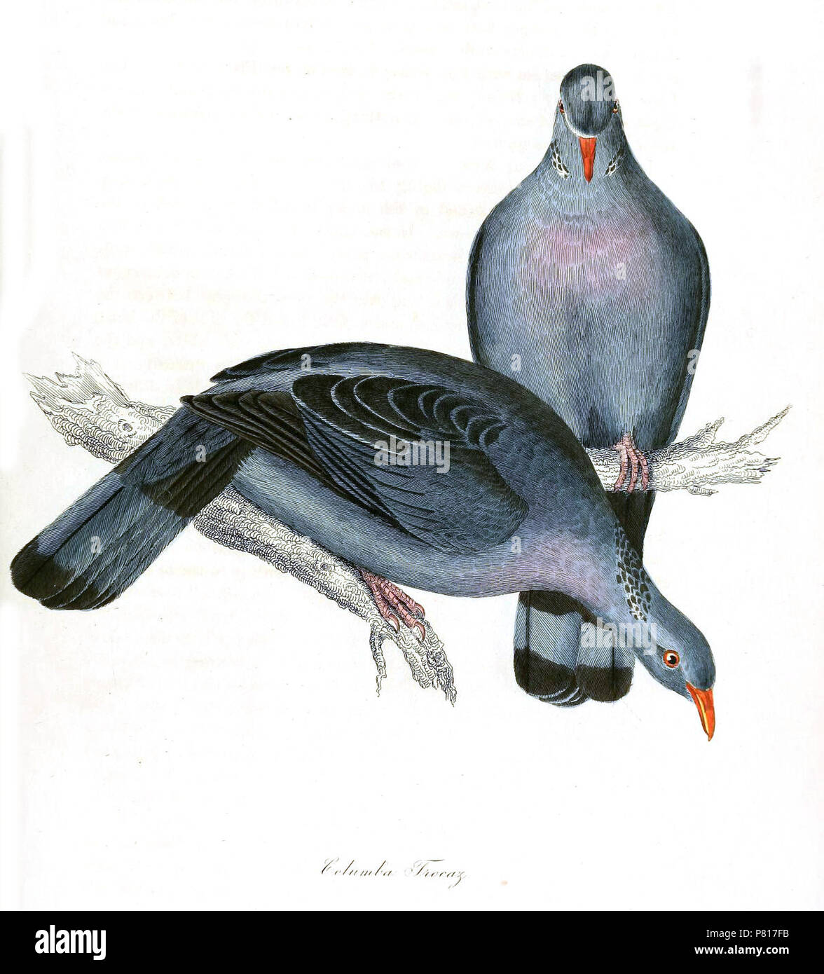 N/A. N/A 378 Pigeon trocaz Banque D'Images