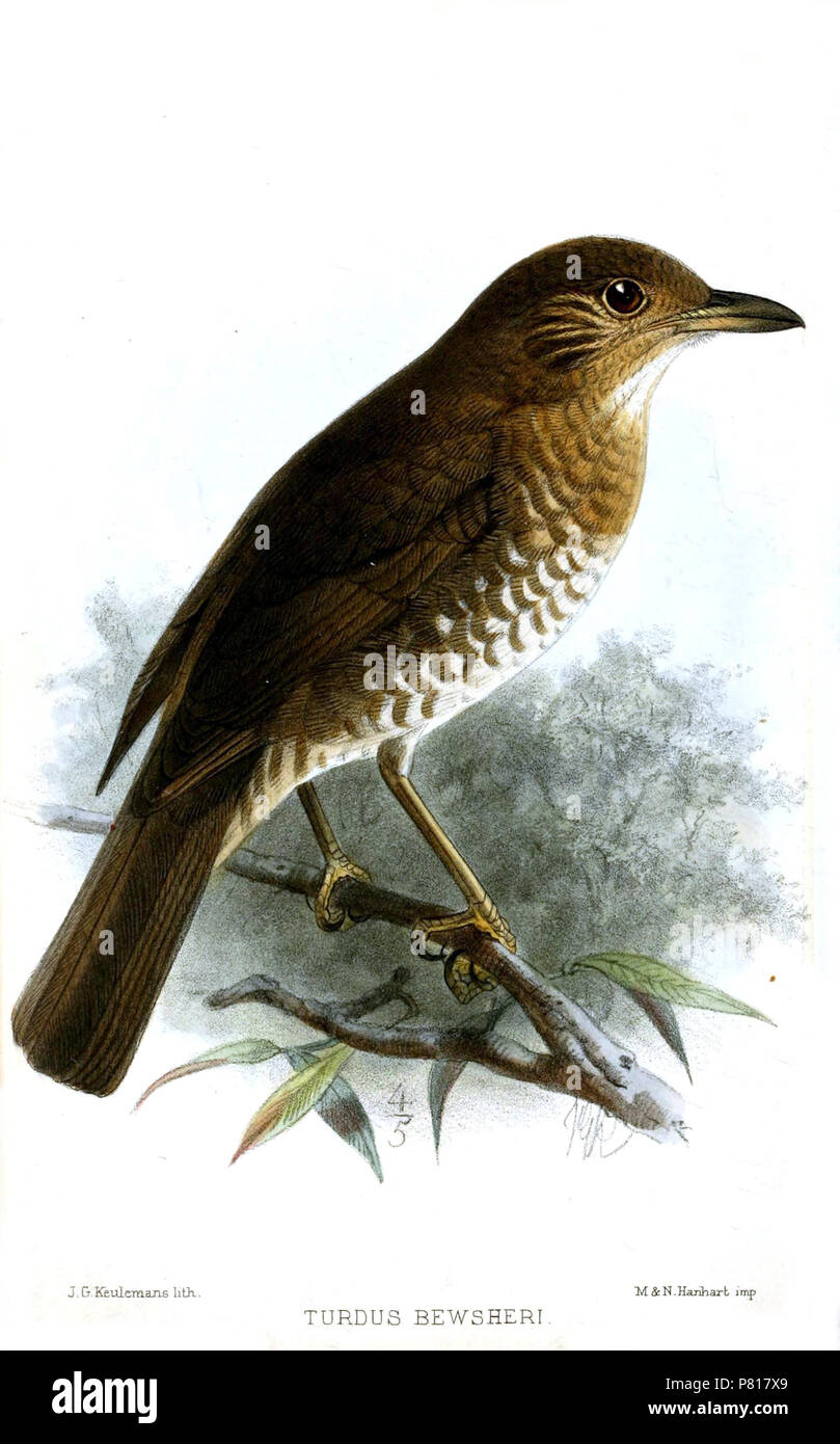 N/A. N/A 380 TurdusBewsheriKeulemans Banque D'Images