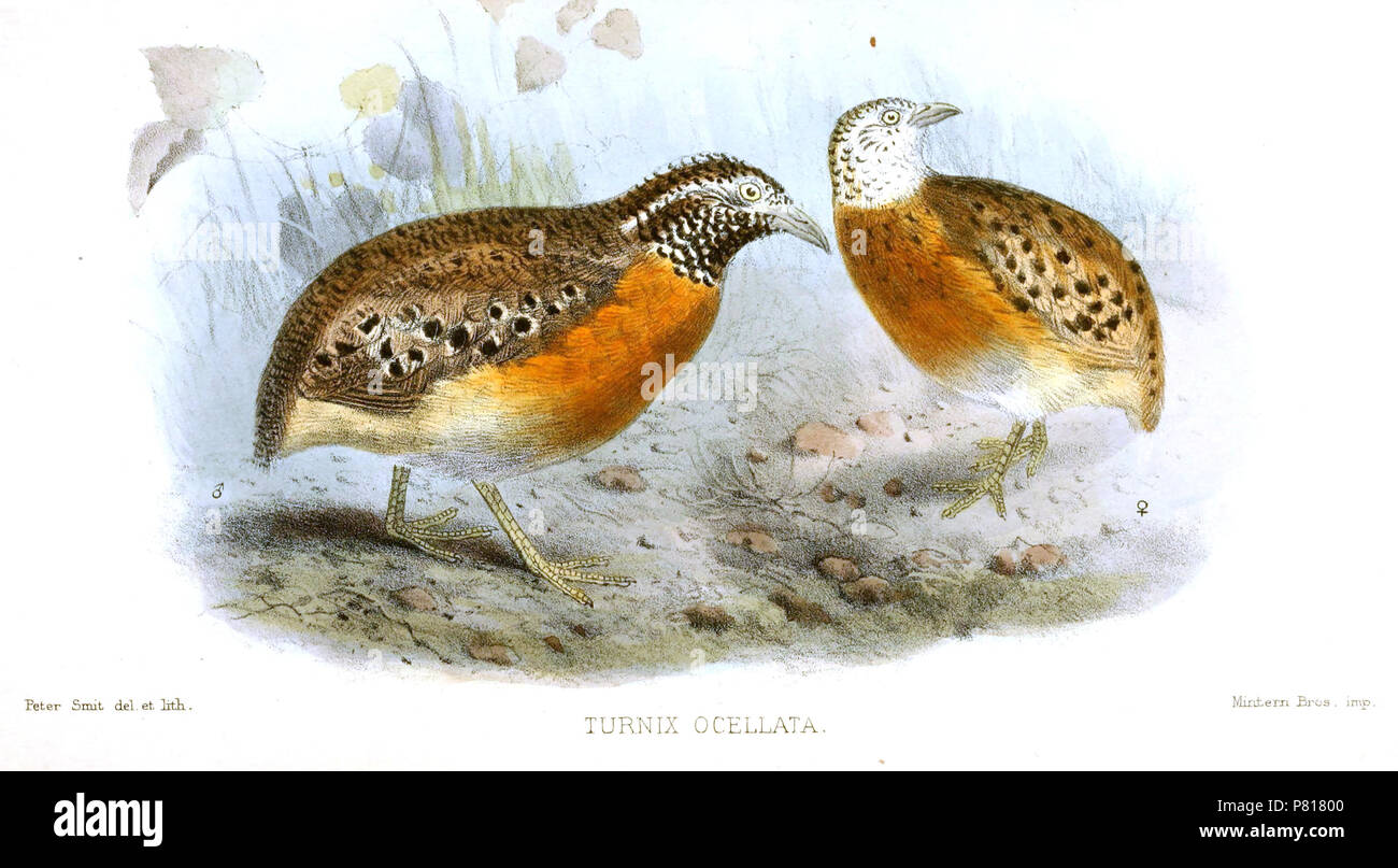 N/A. N/A 380 TurnixOcellataSmit Banque D'Images