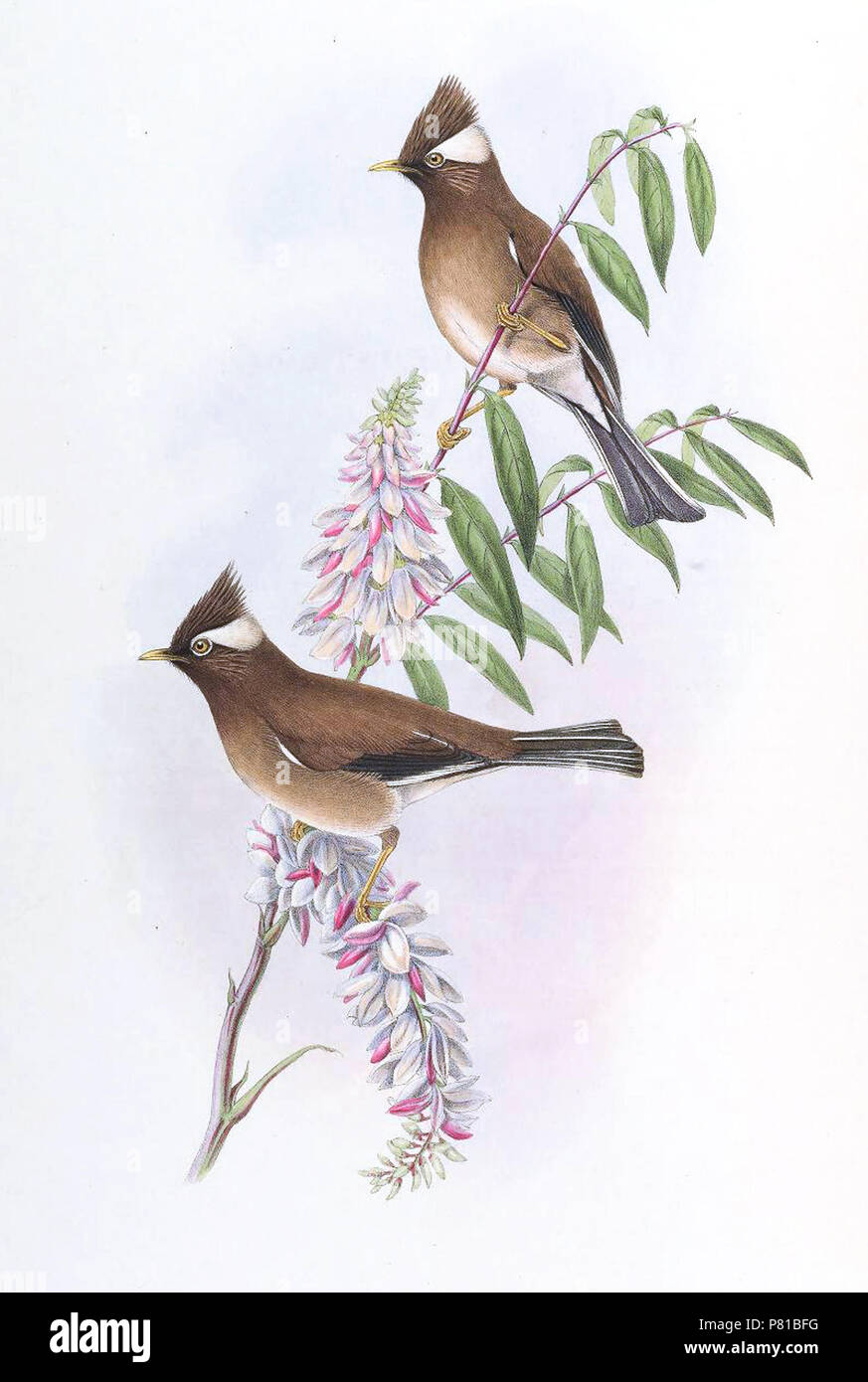 N/A. N/A 407 YuhinaDiademataGould Banque D'Images