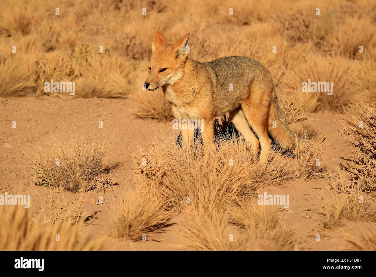 Fox ou Zorro Culpeo andine dans le désert de l'Altiplano, Champ de la brosse du Chili, Amérique du Sud Banque D'Images