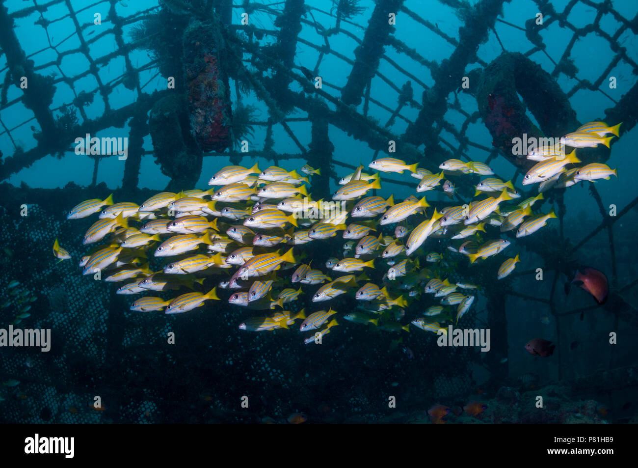 L'École de Kasmira lutjans (Lutjanus kasmira) sur le récif artificiel. Le long du côté est de Mabul, plusieurs stations de plongée ont collaboré pour créer un un Banque D'Images