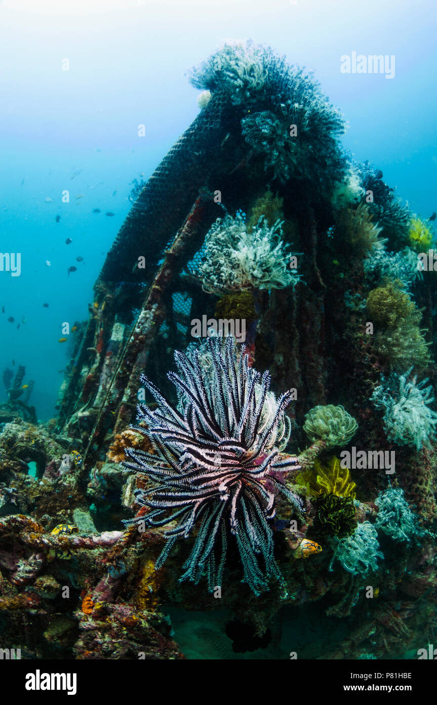 Crinoïde sur récif artificiel. Le long du côté est de Mabul, plusieurs stations de plongée ont collaboré pour créer un récif artificiel. Une variété de Banque D'Images