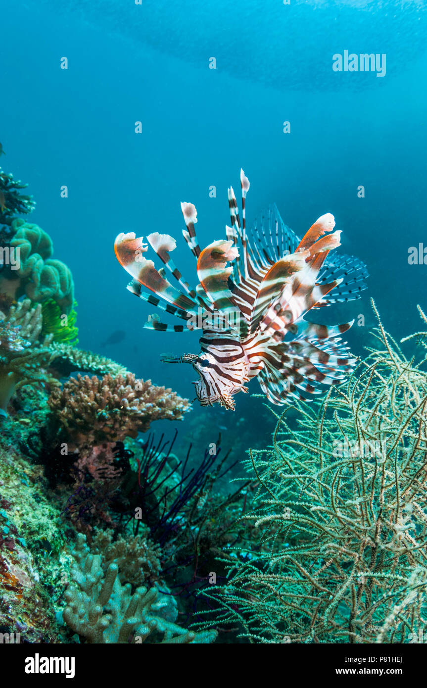 Pterois volitans poisson lion [rouge] avec corail noir [Antipathes dichotoma]. La Papouasie occidentale, en Indonésie. Banque D'Images